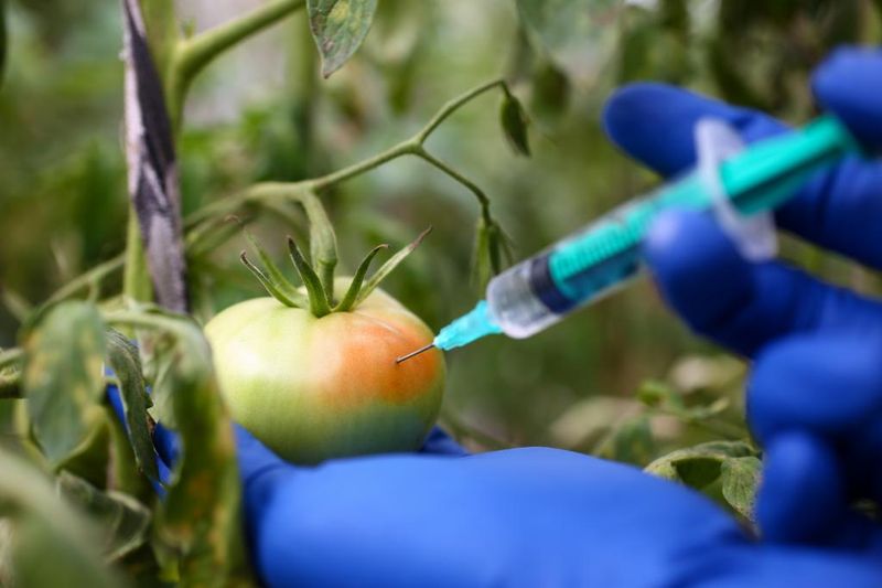 Calcium Carbide – The Fake Fruit Ripener