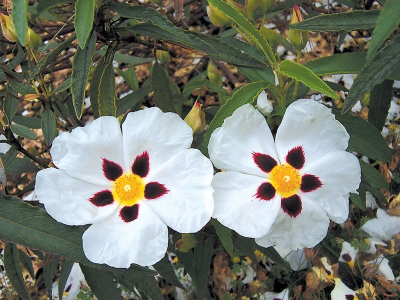 Cistus - The Rock Rose Charmer