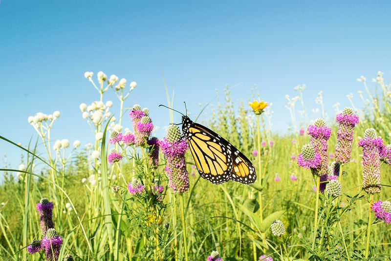 Butterfly Prairie Restoration