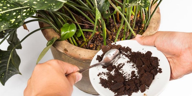 Myth 2: Coffee Grounds Acidify Soil