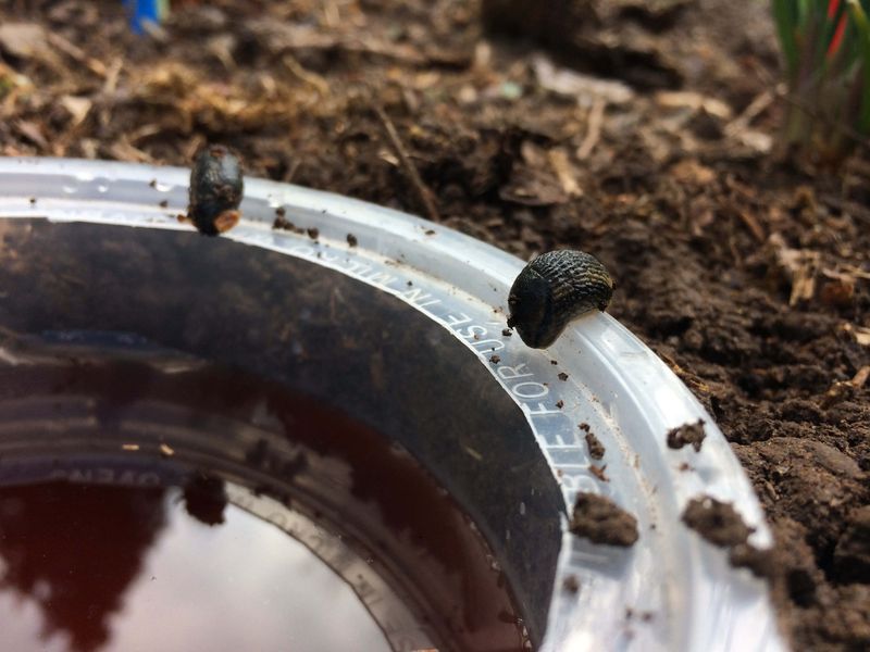 Myth 13: Beer Traps Are Effective for Slug Control