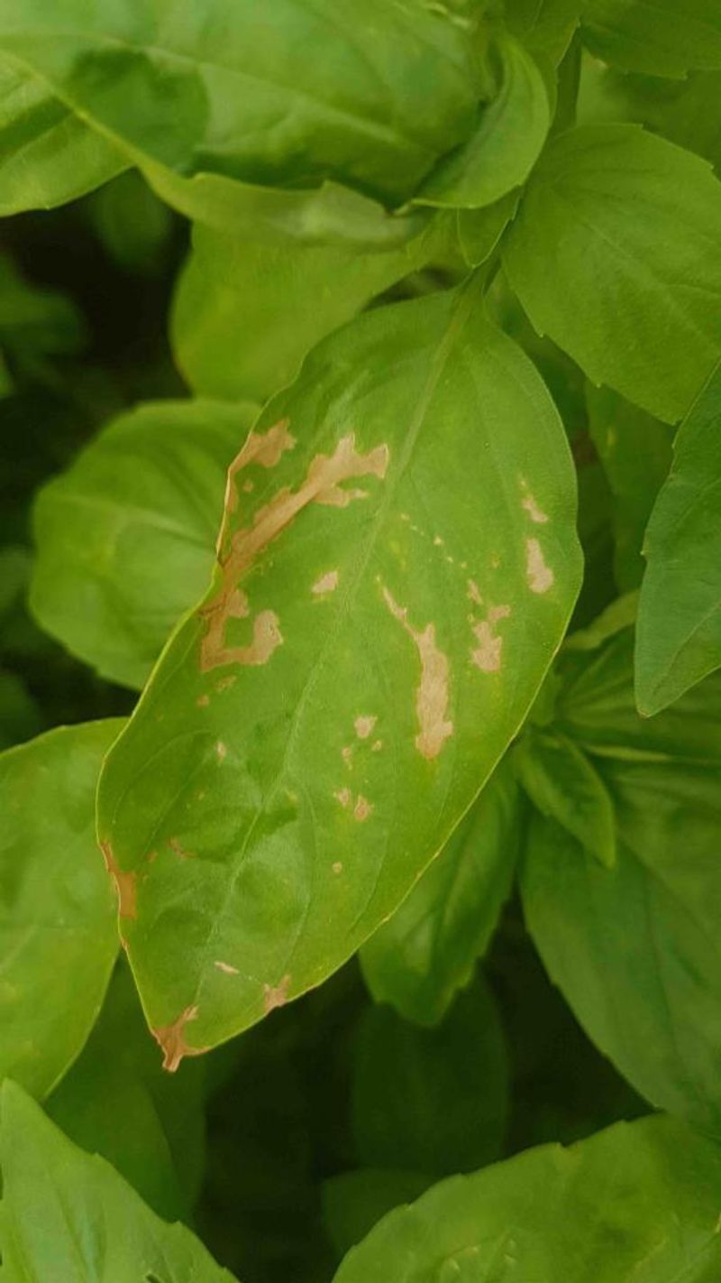 Myth 15: Fertilizer Burn is Always Visible