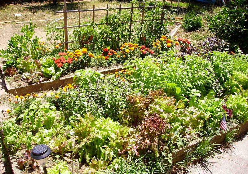 Myth 16: Companion Planting Always Works
