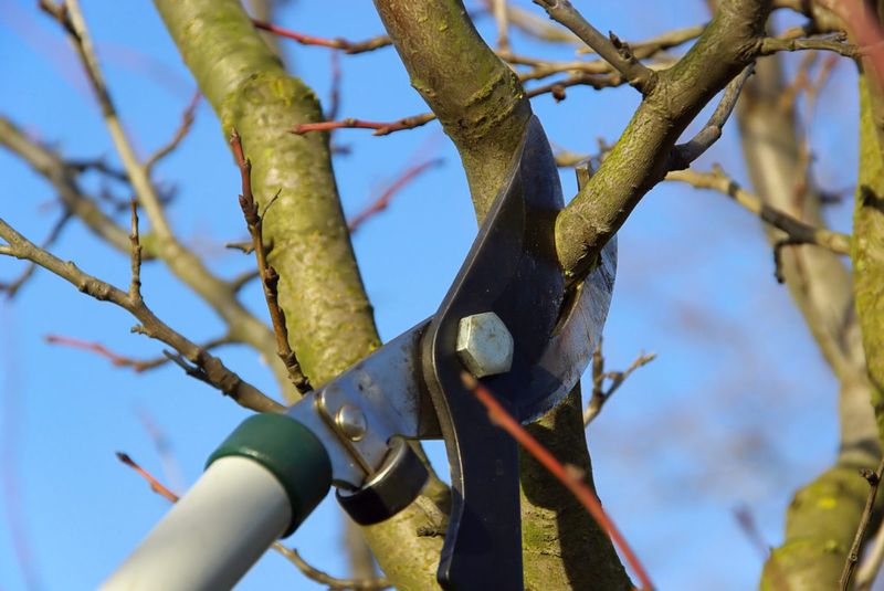 Myth 17: Pruning in Winter is Best
