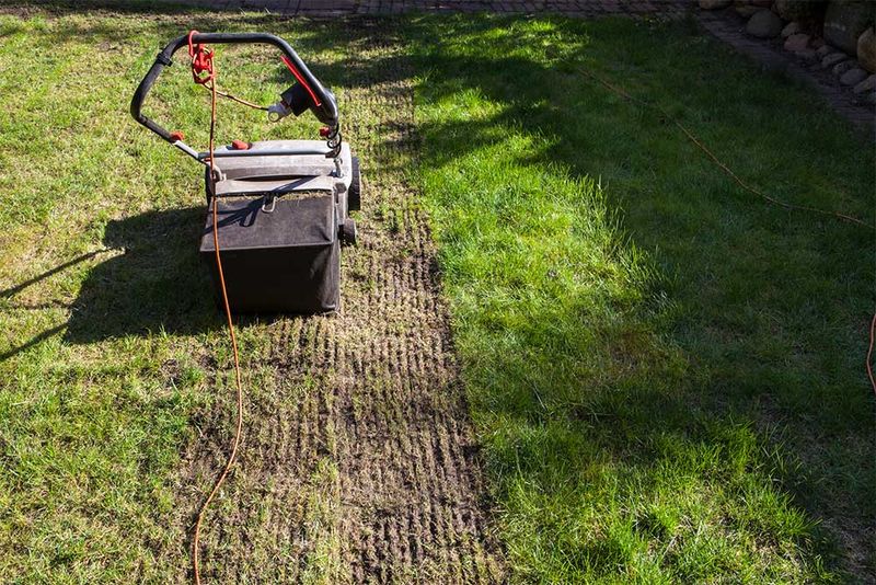 Myth 4: Dethatching Every Spring