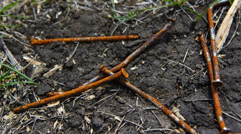 Myth 6: Rusty Nails in Soil Help Plants