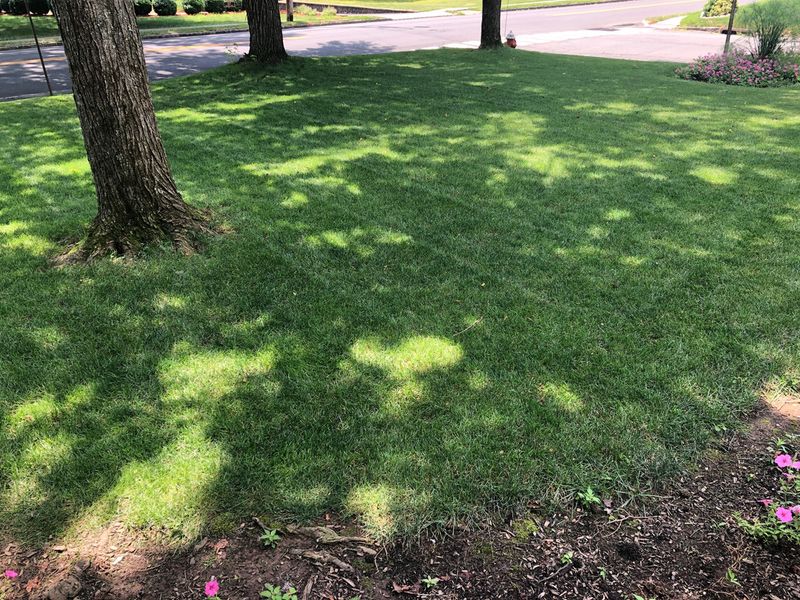 Myth 9: Shade-Tolerant Grass Needs No Sun
