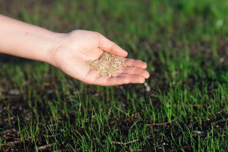 Myth 10: More Seed Means Thicker Lawn