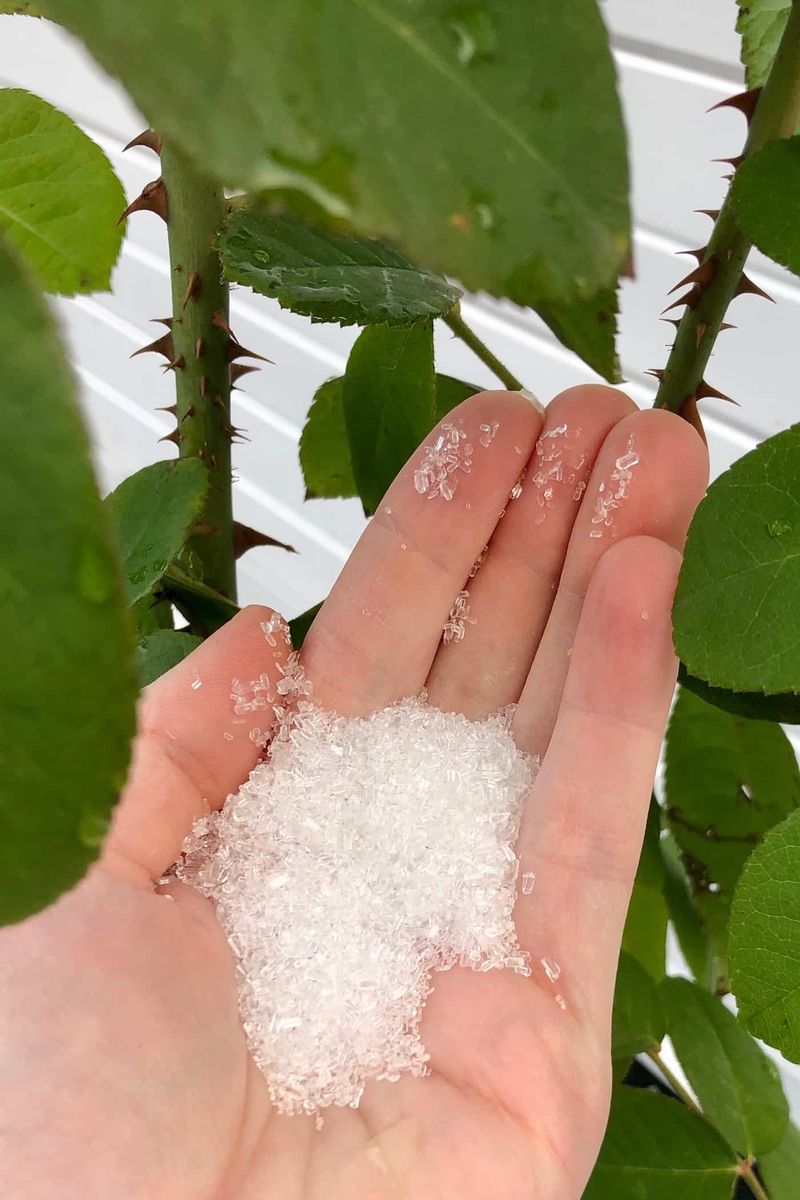 Myth: Epsom Salt as a Pest Deterrent