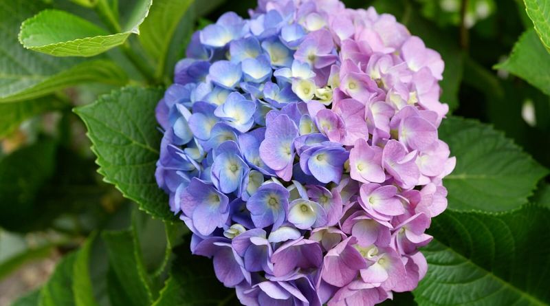 Myth: Epsom Salt Increases Flower Bloom