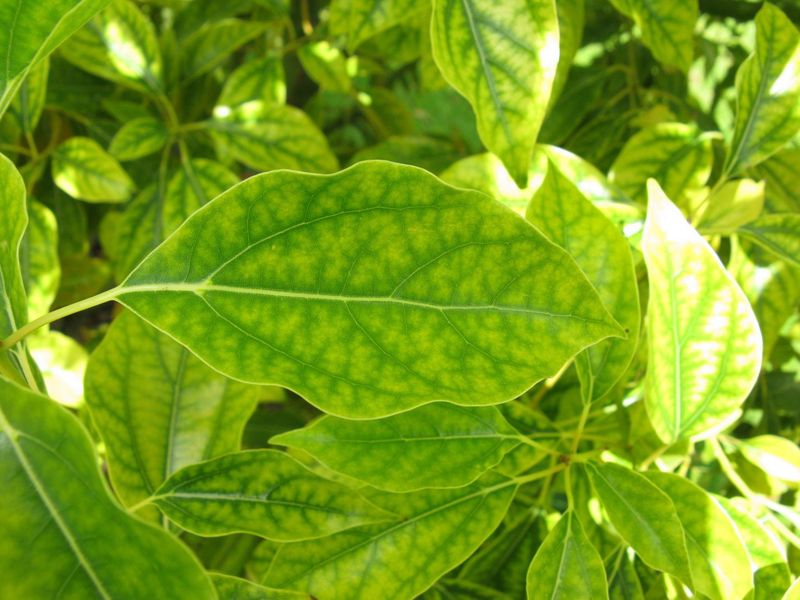 Myth: Epsom Salt Prevents Yellowing Leaves