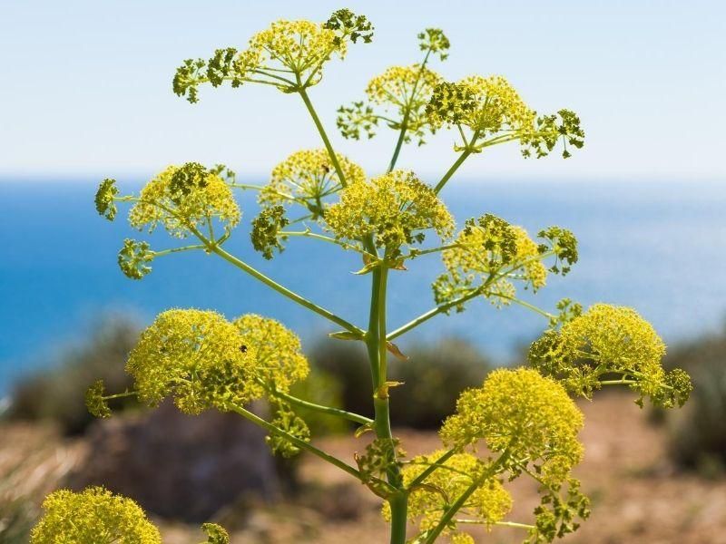 Fennel