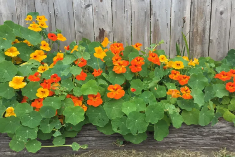 Nasturtium and Potatoes