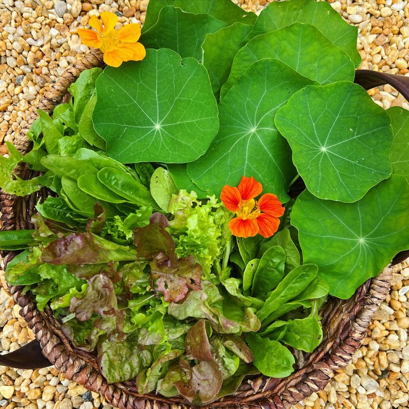 Nasturtium and Lettuce