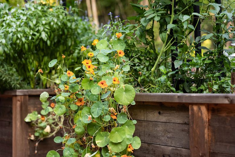 Nasturtium and Spinach