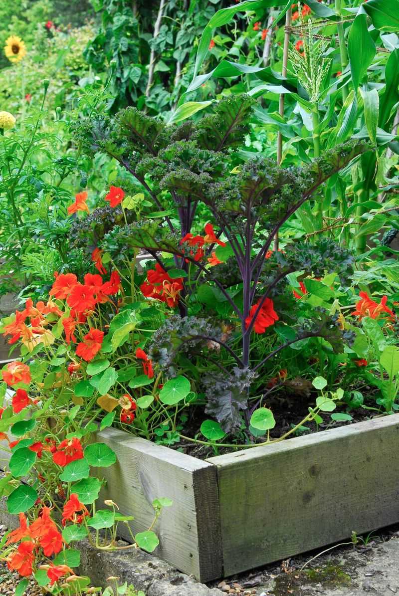 Nasturtium and Kale