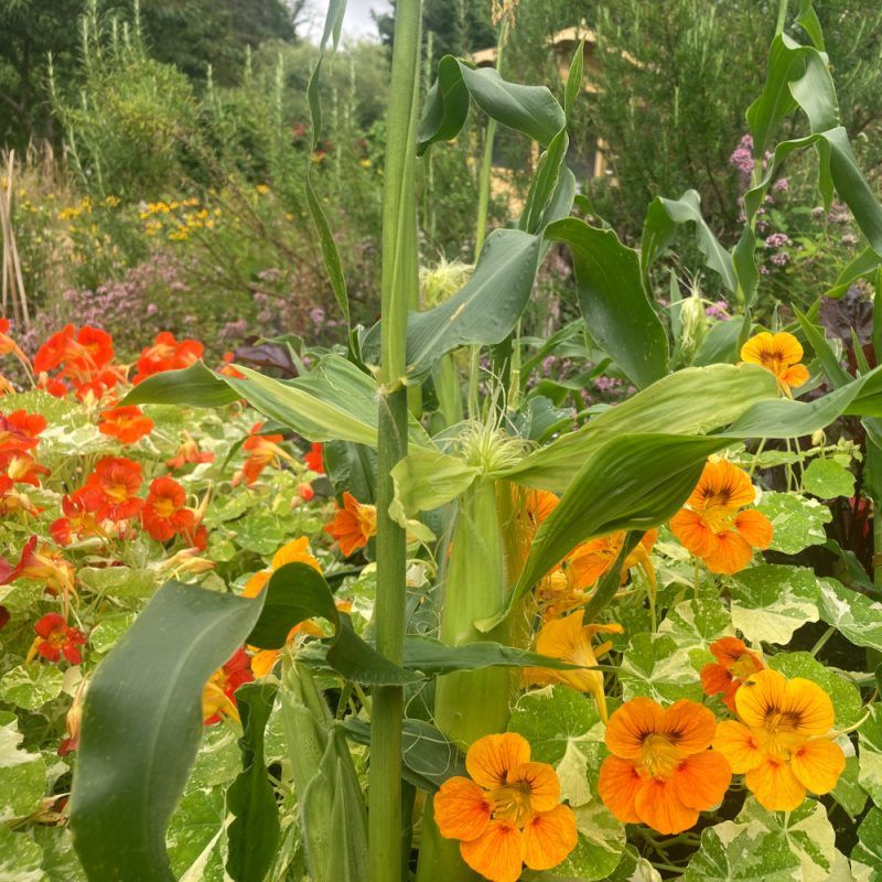 Nasturtium and Corn