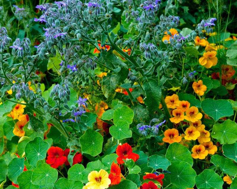 Nasturtium and Borage