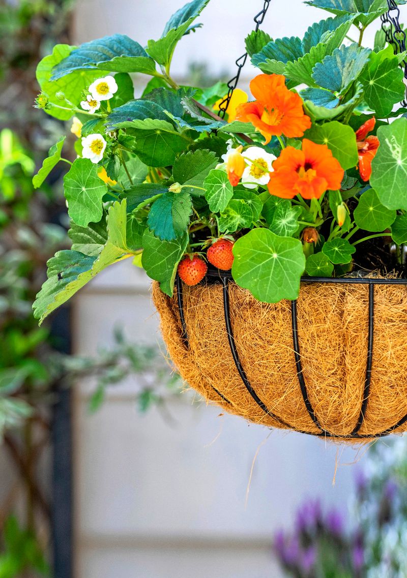 Nasturtium and Strawberries