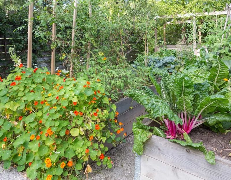 Nasturtium and Basil