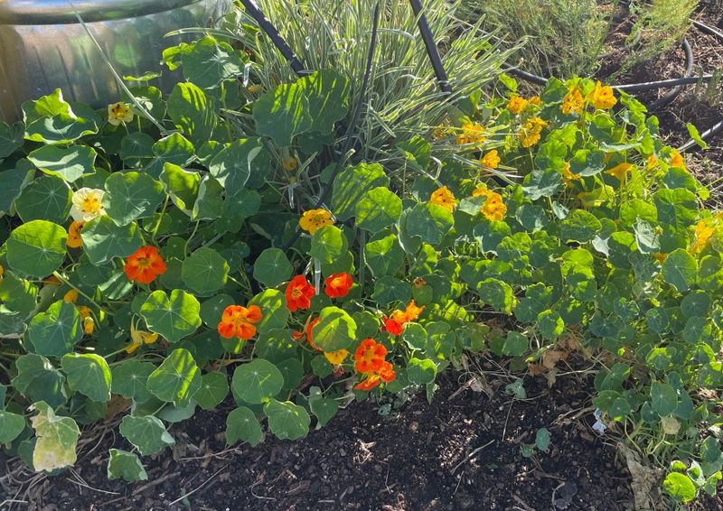 Nasturtium and Marigolds