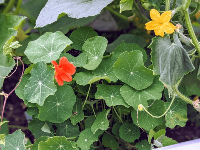 Nasturtium and Cucumbers