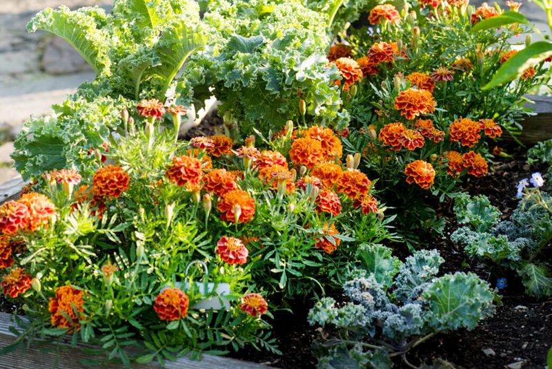 Marigolds
