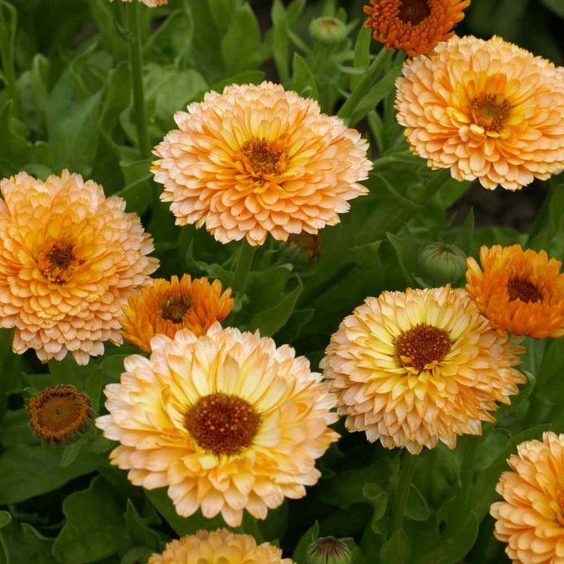 Calendula (Pot Marigold)