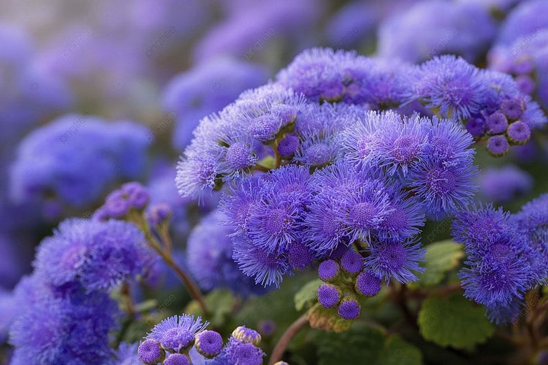 Ageratum