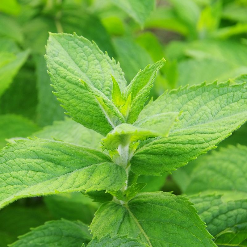 Mint Grew More Vigorously