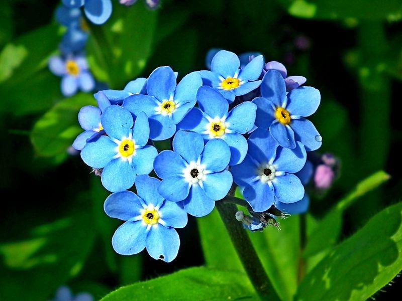 Forget-Me-Nots: The Memory Keepers