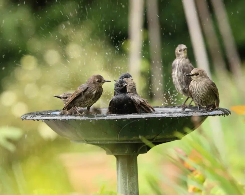 Install a Bird Bath