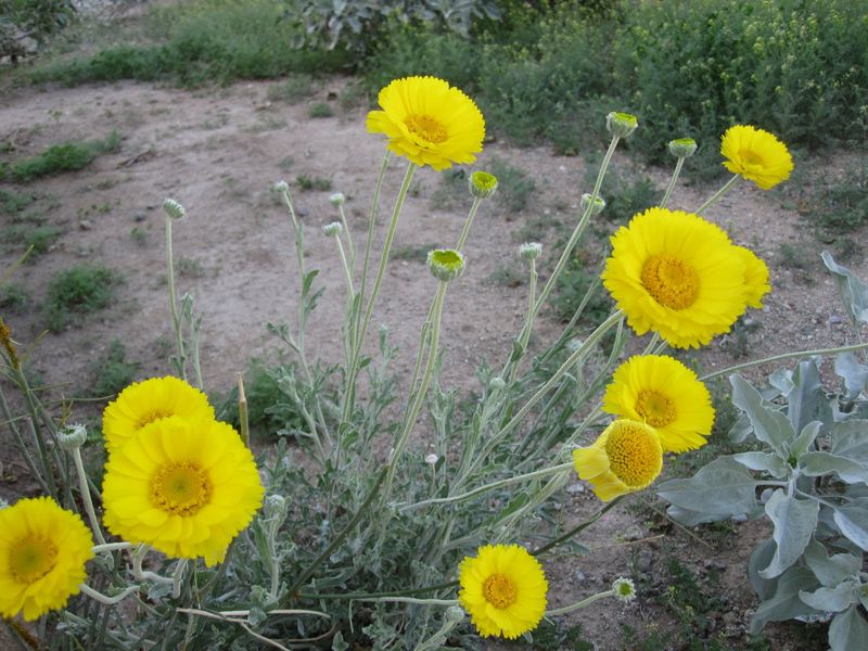 Desert Marigold