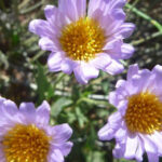 Native Plants That Are Saving Water Bills in Nevada (And Look Amazing Too)