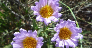 "Nevada backyard with flowering native plants like desert marigold and sage, designed for water conservation