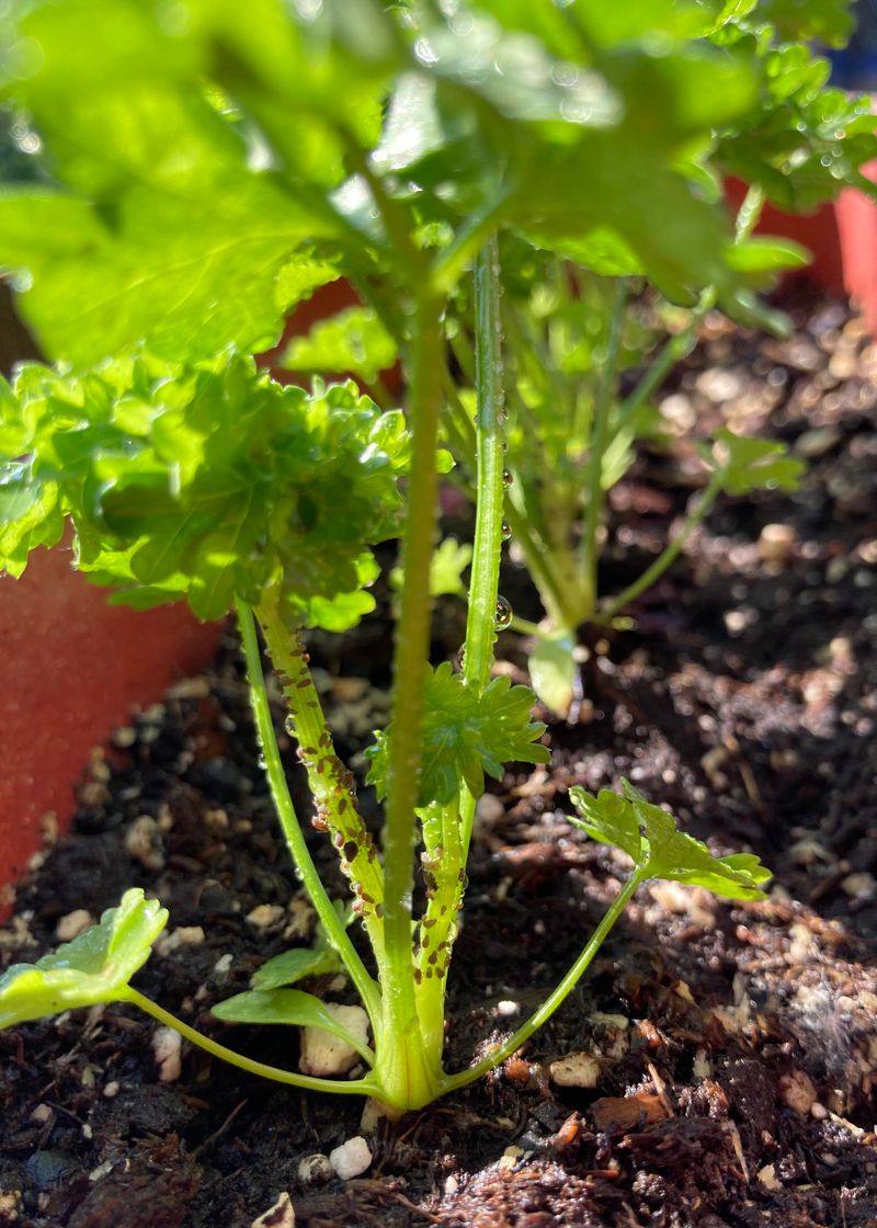 Repels Insects Naturally