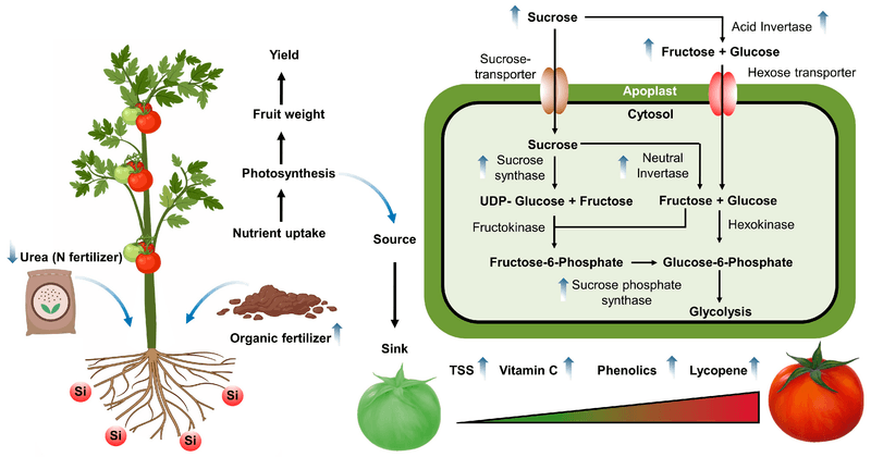 Antioxidant Boosting Techniques
