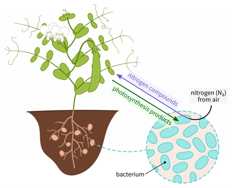 Nutrient Cyclers: Making Nutrients Bioavailable