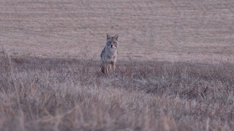 South Dakota Ranchers Combat Coyote Predation Issues