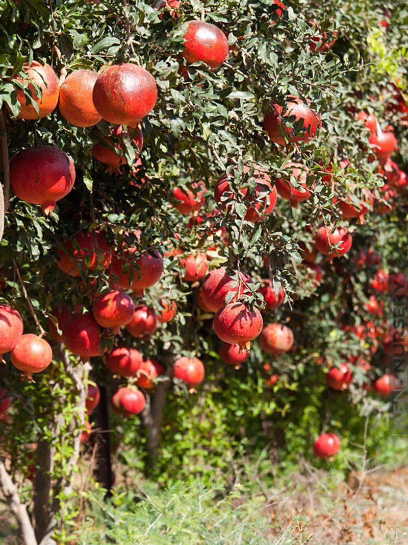 Pomegranate Trees