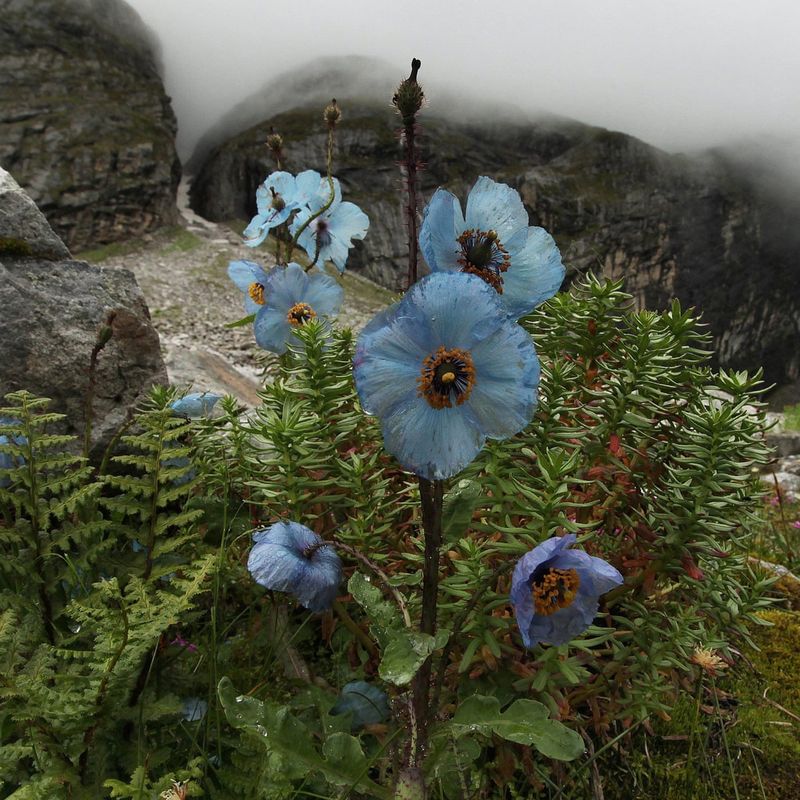 Blue Poppy