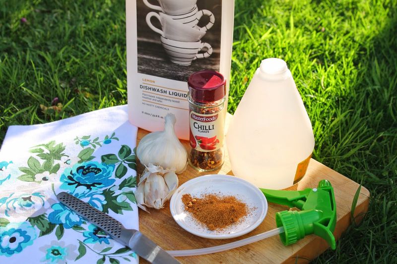 Garlic & Chili Spray (Spicy Deterrent)