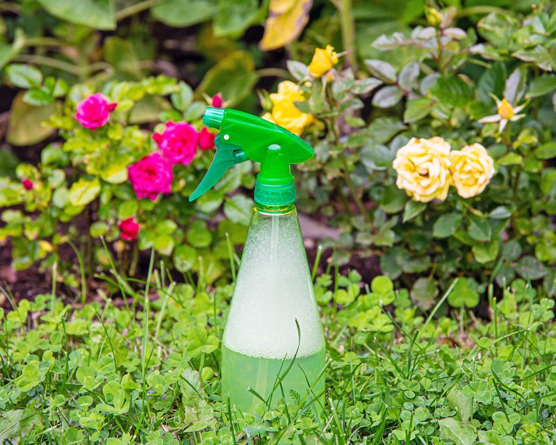 Onion + Garlic Water