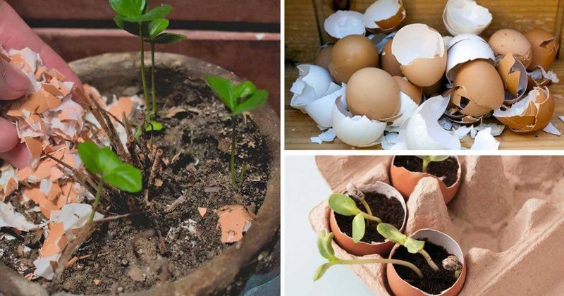 Eggshells for Calcium Boost