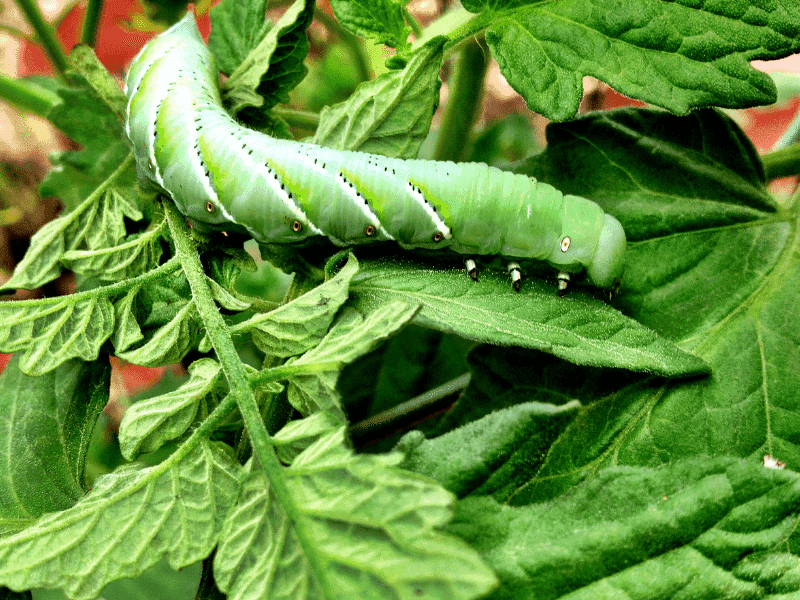 Check for Hornworms at Dawn or Dusk