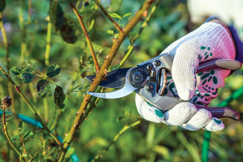 Poor Pruning Techniques