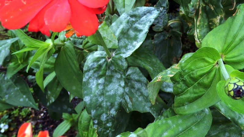 Ignoring Disease Symptoms