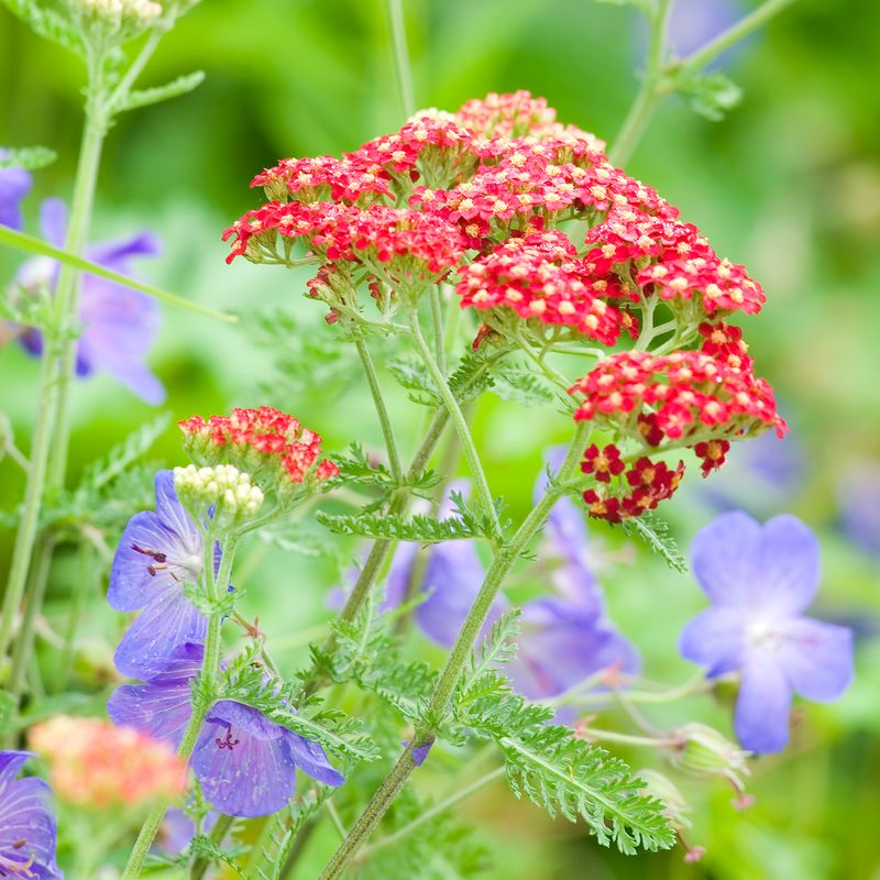 Choosing the Wrong Perennial