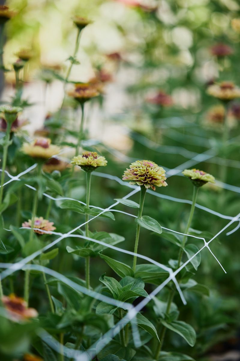 Not Supporting Tall Varieties