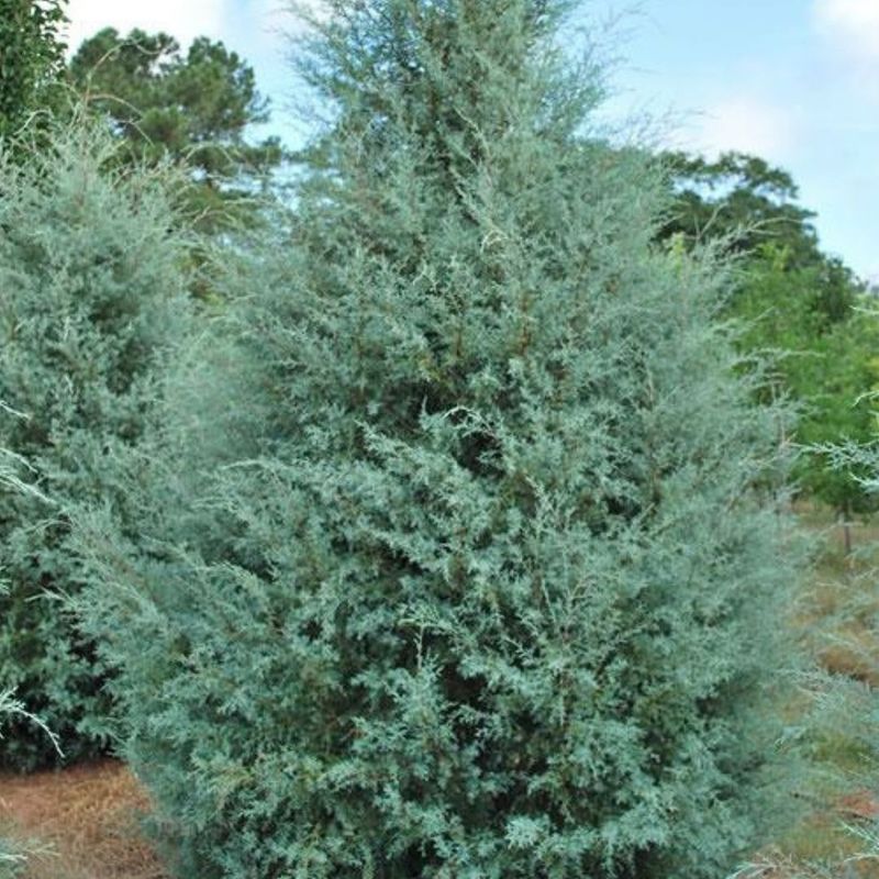 Carolina Sapphire Cypress